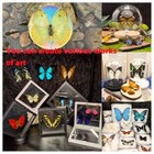 Real Butterfly Specimens  Butterfly Specimens Of Different Colors And Styles    