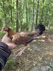 Kelso round Head Pullet  hatching Eggs American Gamefowl   Poultry  Chicken