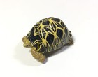 Japan Exclusive Colorata Radiated Tortoise Turtle Figure