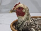 Vintage Taxidermy Nested Hen Chicken In Basket Mount Black   White Bird Damaged 