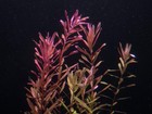 Buy 2 Get 1 Free Rotala H ra - Live Aquatic Freshwater Plant - Stem Pack
