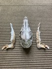 Whitetail Deer Doe Skull   Jaw Bones Mandible Teeth