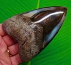 Megalodon Shark Tooth Real Fossil 4 72      Sharks Teeth Big Huge 