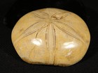 Big  Polished 150 Million Year Old  Sand Dollar Fossil Madagascar 228gr