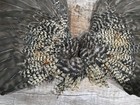 14  Grizzly Barred Chicken Rooster Wings Craft Bird Fly Tying Feathers Taxidermy