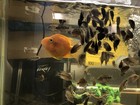 Hybrid Flowerhorn Mix With Parrot Fish Live Freshwater Fish Pack Of  2 Live Fish