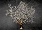White Sea Fan Coral  1 Fan Approx  10-11  Inches 