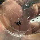 Male Regal Jumping Spider I4