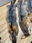 Tanned   1 Grey Fox Winter Hide  Hats Bags Wall Hangers And More Red Id Tag