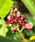 American Groundnut Apios Americana 10 Seeds