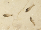 Wow  Rock Aquarium Five Diplomystus Fry Fish Fossils 100  Natural Wyoming 695gr