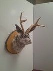 Snarling Fanged Jackalope With Certificate Of  authenticity 