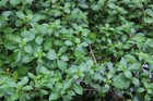 Ludwigia Repens Aquarium Plant - 5 Emersed Grown Stems 6    - Easy Red Stem Plant