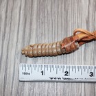 Extra Large Rattlesnake Rattle  Necklace   25167