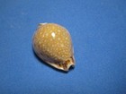 Cypraea Lamarckii Redimita Melvill  1888  pancake    28 9mm 
