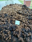 Targhee Raw Wool Fleece  24 Black