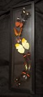 Framed  9  Real Butterflies Display Made In Peru Wall Art Framed 18 1 2   5 3 4 
