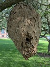 Large Hornet s Nest Rustic Decor School Display Science Project Taxidermy          