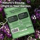 Svi 3000 Royal Carpet Sweet Alyssum Seeds  lobularia Maritima      Purple