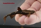 3 Banjo Catfish  b  Coracoideus  Super Cool Live Fish  Free Shipping  4-5 Cm