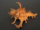 Super Spines   chicoreus Axicornis W o 41 5mm philippines Seashell