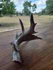 Whitetail Deer Antlers Sheds