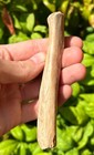 Rare Texas Fossil Smilodon Saber Dorsal Spine Bone Pleistocene Ice Age Mammal