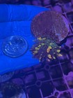 Magic Carpet Mushroom Coral Lps