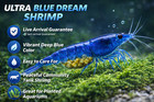20  1 Ultra Blue Dream - Freshwater Neocaridina Aquarium Shrimp  Live Guarantee