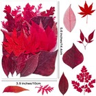 Red Dried Pressed Leaf Leaves  30pcs Real Nature Plant Herbarium Set For Diy    