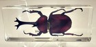 4 3  Real Japanese Rhinoceros Beetle In Clear Resin Science Education Specimen