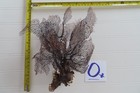  large   Natural Sea Fan - Coral - Sea Whip - Free Shipping