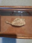 Framed Cowfish   Sand Crab Taxidermy Nautical Ocean Shell