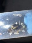 Oecophylla Smaragdina Small Colonies 1-5w