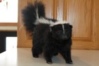 New Striped Skunk Mount Taxidermy Whitetail Deer Antler Log Cabin Decor Badger