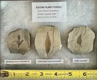 Eocene Leaf Fossils  Green River Formation  50 Myo  Utah  Lot Of 3  W riker Box