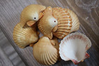 Natural Shells Mexican Cups   Drilled Shells  Beach Art  Hanging Decor  Ss-486