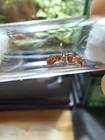 Queen Ant - Pogonomyrmex Maracopa W eggs Rare  -  feeder Insect 