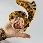New  Folkmanis Rattlesnake Puppet Coiled Body Control Mouth   Rattle With Sound