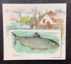 1889 Allen   Ginter Fish  lot Of 3  N39