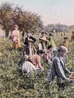 Frankfort New York Families Pick Strawberries Vintage Herkimer County Postcard