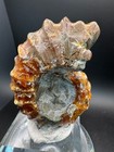 6886 Ammonite Fossil Madagascar With Lovely Pattern  Ribs  And Bright Uv 65g