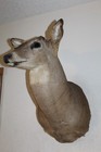 Whitetail Deer Head Shoulder Mount Taxidermy Mount Antler Hunt Rack Mule Hide