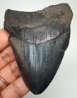 Megalodon Shark Tooth - Real Fossil - 3 12 - Shark Teeth - No Restorations