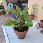 Aechmea  bert 