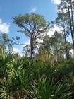 Land For Sale South Florida