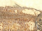 Scales  Big  50 Million Year Old Knightia Fish Fossil From Wyoming 426gr