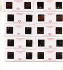 Fox Studios Vintage 10 3d Slide Set    Color  Sensational  Steve Cort