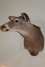 Yearling Whitetail Deer Head Shoulder Mount Taxidermy Cape Shed Antler Hunt Mule