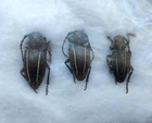Dorcadion 66 Pcs  Cerambycidae  Neodorcadion Bilineatum  From Ukraine